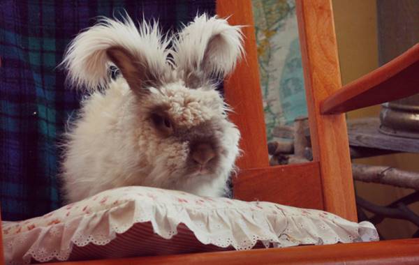 english angora care